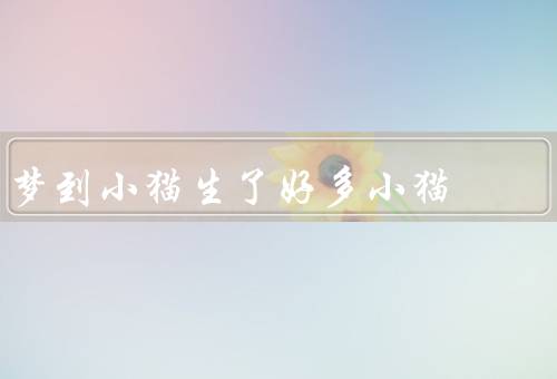 梦到小猫生了好多小猫