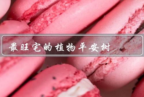最旺宅的植物平安树（栽培方法／风水效果／其他用途）
