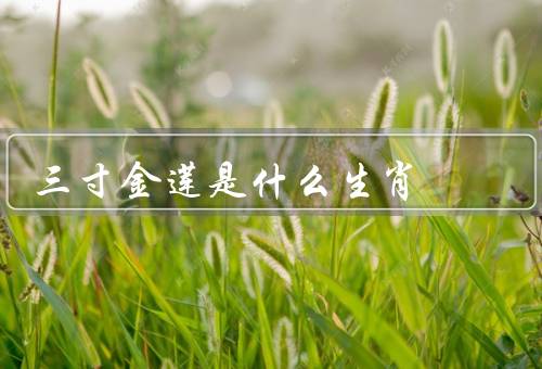 三寸金莲是什么生肖（三寸金莲是什么／特点／象征意义）
