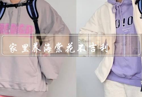 家里养海棠花不吉利（寓意不吉利／破坏家庭和谐／破财消灾）