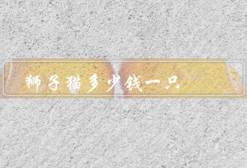 狮子猫多少钱一只（种类与价格、血统与价格、饲养条件与价格）