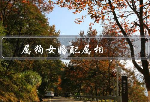 属狗女最佳婚配属相，属兔男／属马男／属猪男