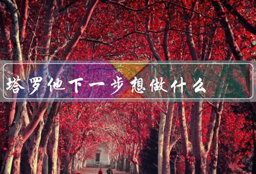 塔罗他下一步想做什么（塔罗的学习与探索／提供个人占卜服务）