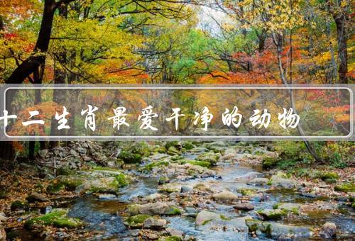 十二生肖最爱干净的动物，鼠、兔、猪