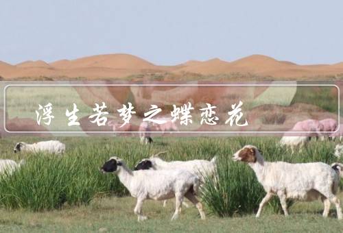 浮生若梦之蝶恋花（情深意重／情景交融／意象丰富）
