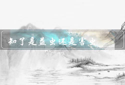 知了是益虫还是害虫（益处、害处、结论）