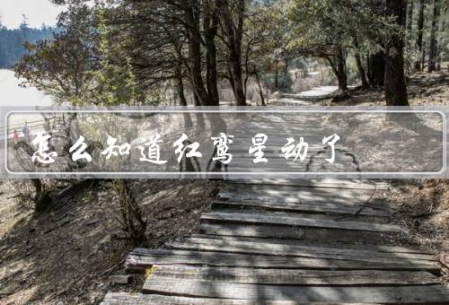 怎么知道红鸾星动了（亮度变化／位置变化／周围环境变化）