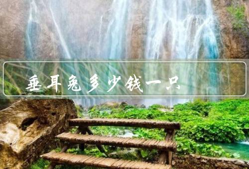垂耳兔多少钱一只（价格因素、市场行情、平均价格）