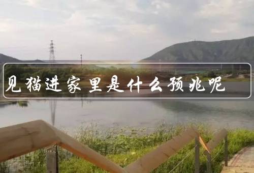 梦见猫进家里是什么预兆呢，吉兆：财富和好运／凶兆：不祥的预兆