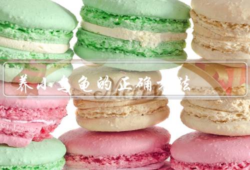 养小乌龟的正确方法（栖息环境、饮食、饲养方法）