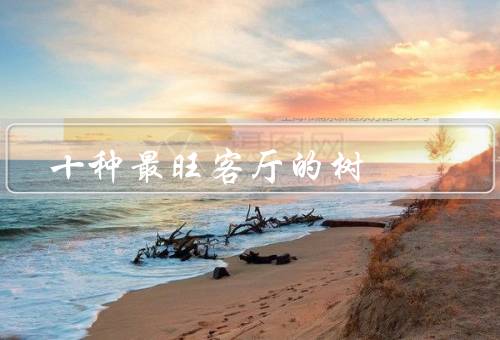 十种最旺客厅的树，铁树、龙舌兰、常春藤