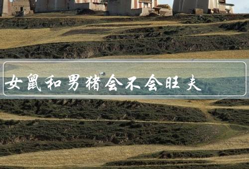 女鼠和男猪会不会旺夫，女鼠的旺夫秘籍、男猪的旺夫秘籍、结论