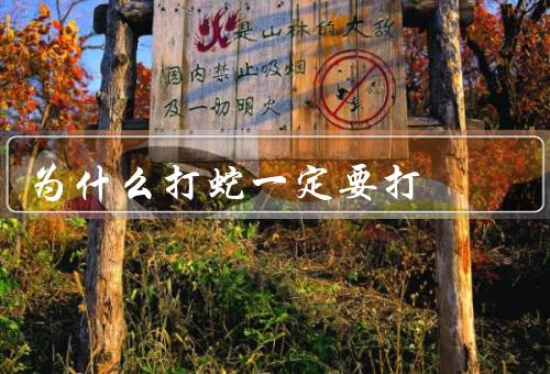 为什么打蛇一定要打死（蛇的威胁、防止蛇的繁殖、保护生态环境）