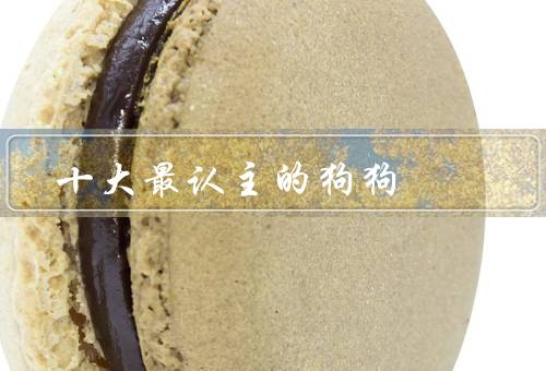 十大最认主的狗狗，柴犬／金毛寻回犬／哈士奇