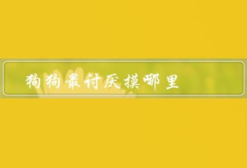 狗狗最讨厌摸哪里，耳朵／尾巴／脚掌