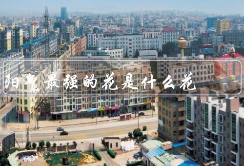 阳气最强的花是什么花（阳气／养生功效／文化意义）
