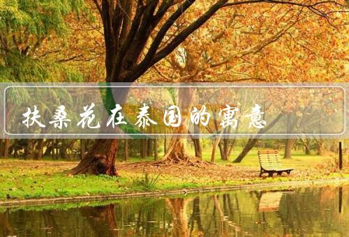 扶桑花在泰国的寓意，友谊／爱情／希望