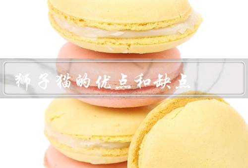 狮子猫的优点和缺点，外貌漂亮／性格温顺／适应力强