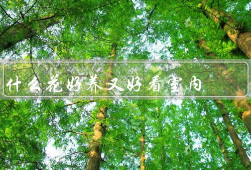 什么花好养又好看室内（绿萝／仙人掌／滴水观音）
