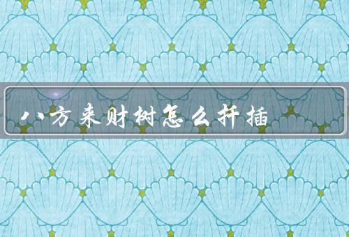 八方来财树怎么扦插，准备工作／过程／后的护理