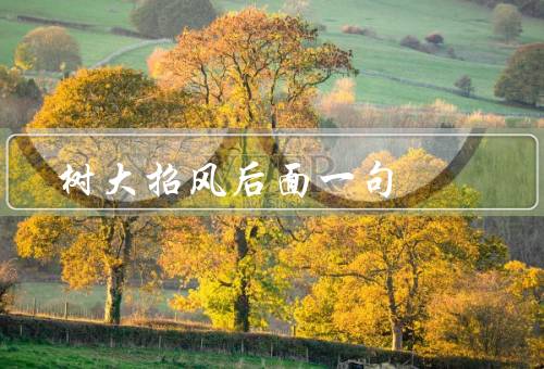树大招风后面一句，名人树大招风／树大招风的普通人