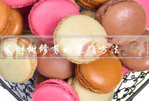发财树修剪的正确方法，时机／工具／要点