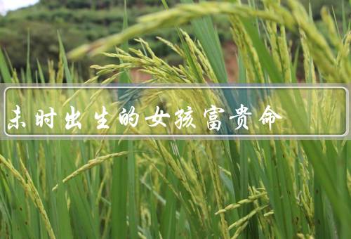 未时出生的女孩富贵命，家庭背景／事业发展／婚姻运势