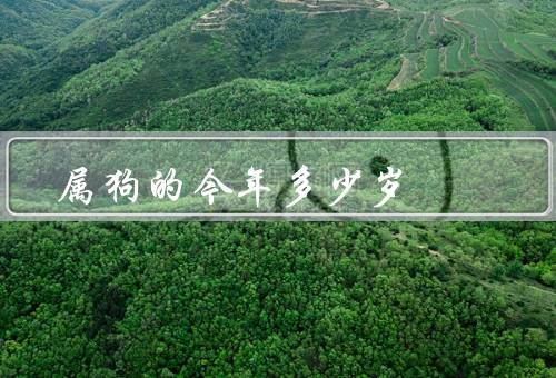 属狗的今年多少岁，如何计算年龄／特点／今年的运势