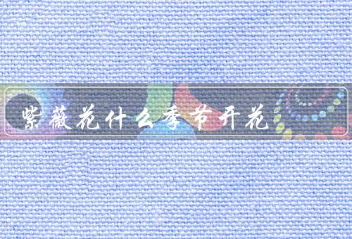紫薇花什么季节开花，开花季节／特点／人们对喜爱